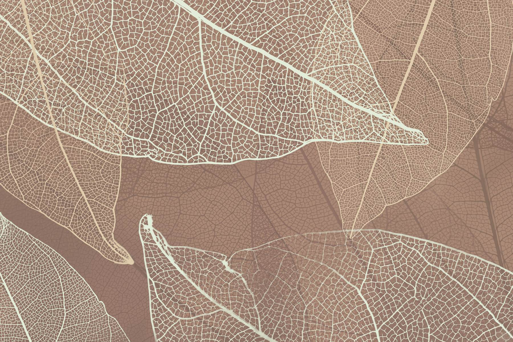 Delicate veins of nature's artwork Delicate veins of nature's artwork