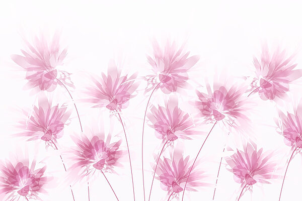Group of pink flowers Group of pink flowers