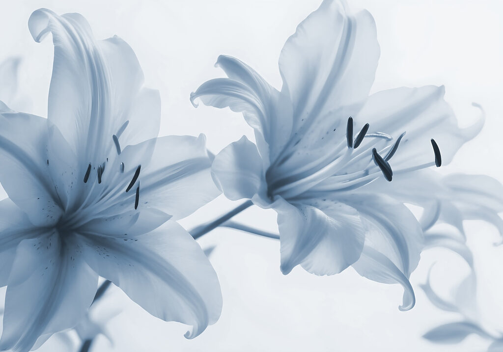 Delicate blooms in soft hues Delicate blooms in soft hues