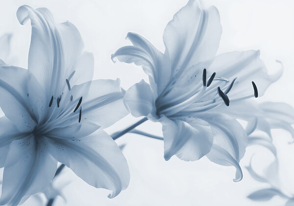 Delicate blooms in soft hues Delicate blooms in soft hues