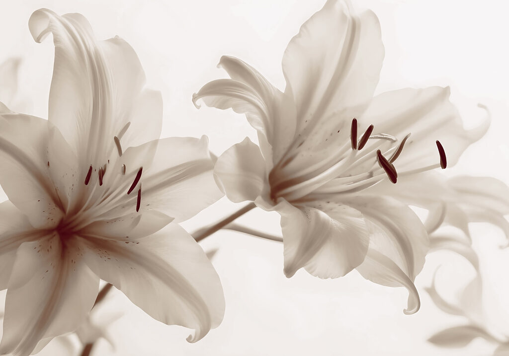Soft blooms in gentle hues Soft blooms in gentle hues