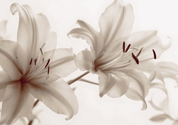 Soft blooms in gentle hues Soft blooms in gentle hues