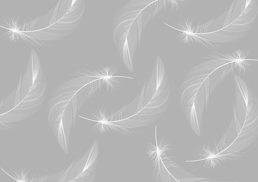 White feathers on a gray background White feathers on a gray background