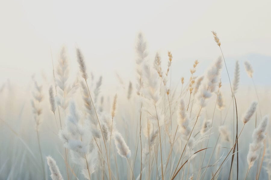 Wall murals Soft grasses in tranquil sunlight - Image 3