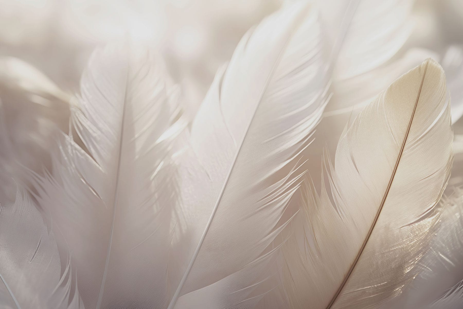 Soft elegance of delicate feathers Soft elegance of delicate feathers