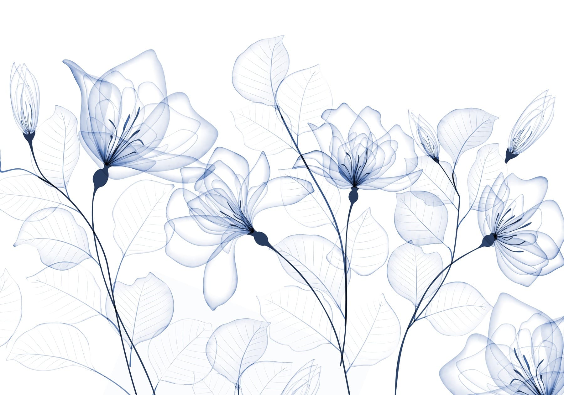 Transparent flowers and leaves