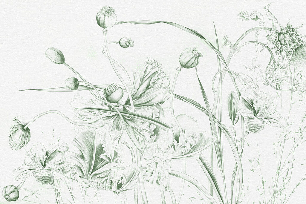 Drawing of flowers and leaves Drawing of flowers and leaves