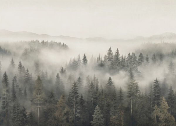 Forest with fog and mountains Forest with fog and mountains