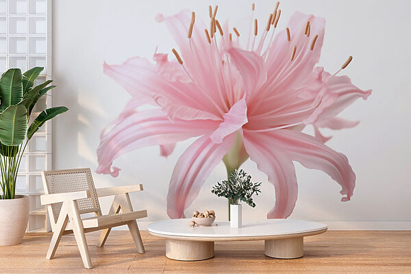 Delicate petals unfold gracefully Delicate petals unfold gracefully