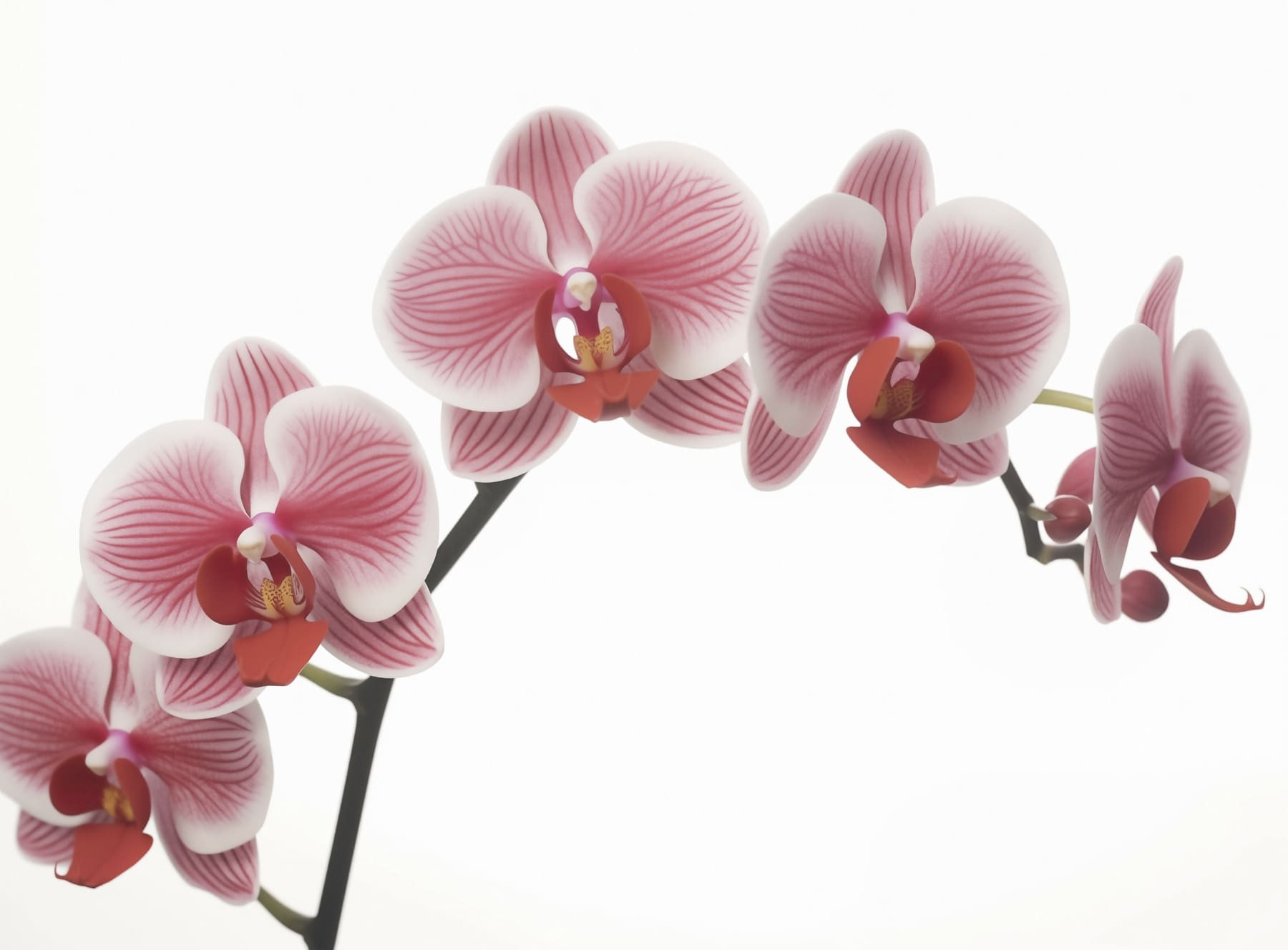 Delicate orchids in gentle bloom