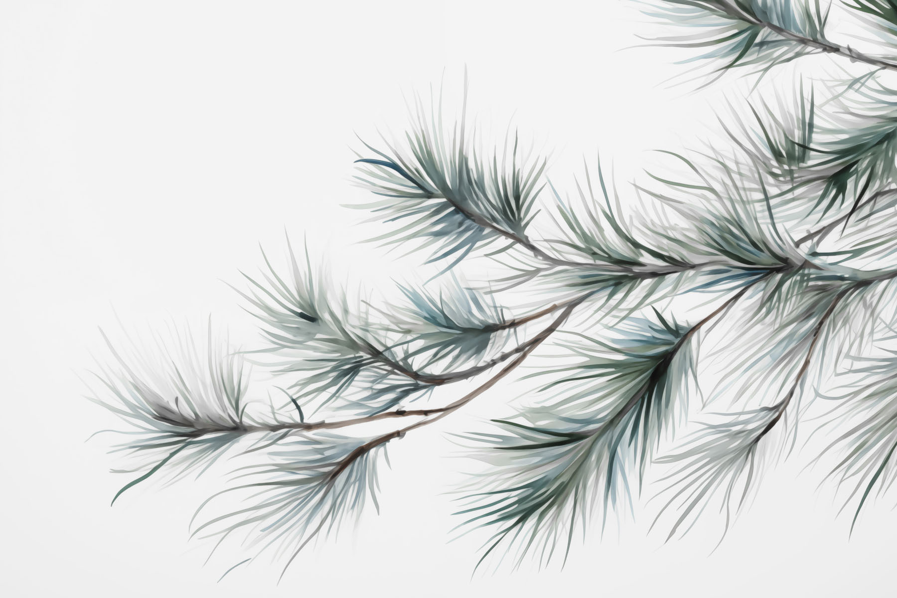 Delicate pine branches against white backdrop