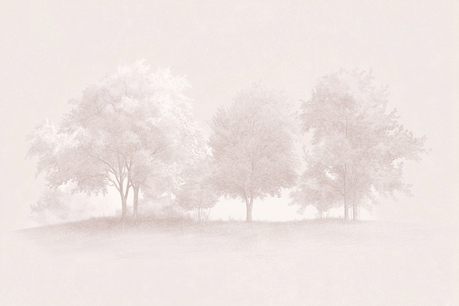 Group of trees in a foggy area