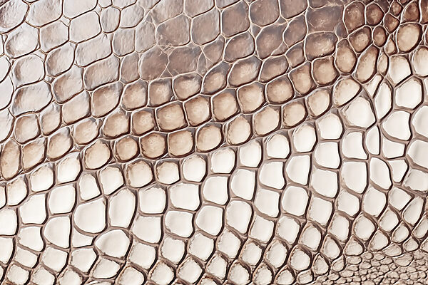 Textured reptilian skin pattern close-up Textured reptilian skin pattern close-up