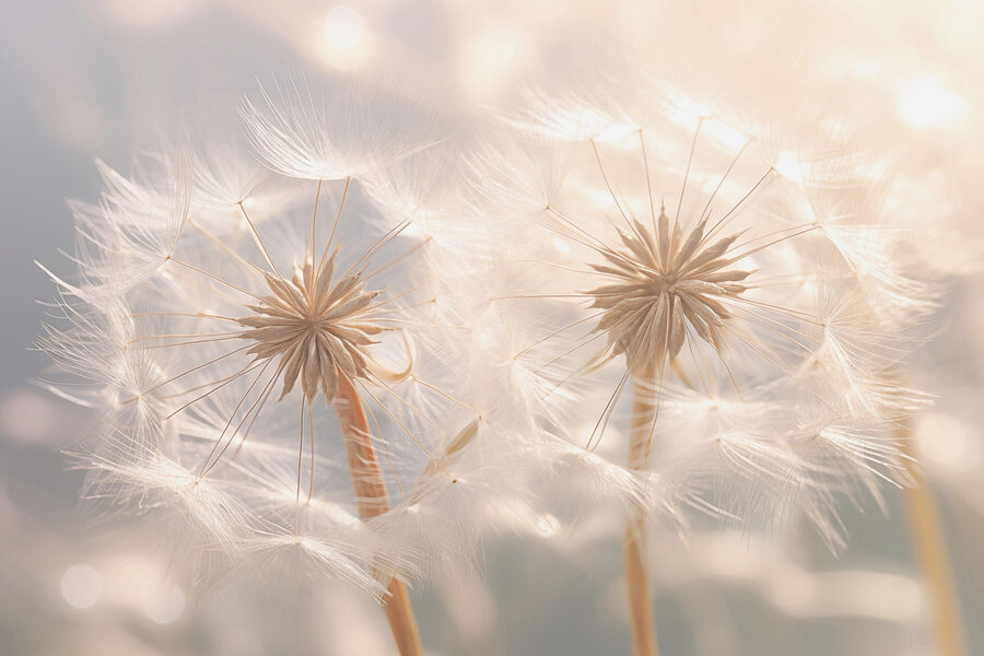 Wall murals Delicate dandelion seeds in soft light - Image 4