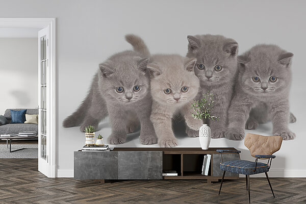 Group of kittens standing together Group of kittens standing together