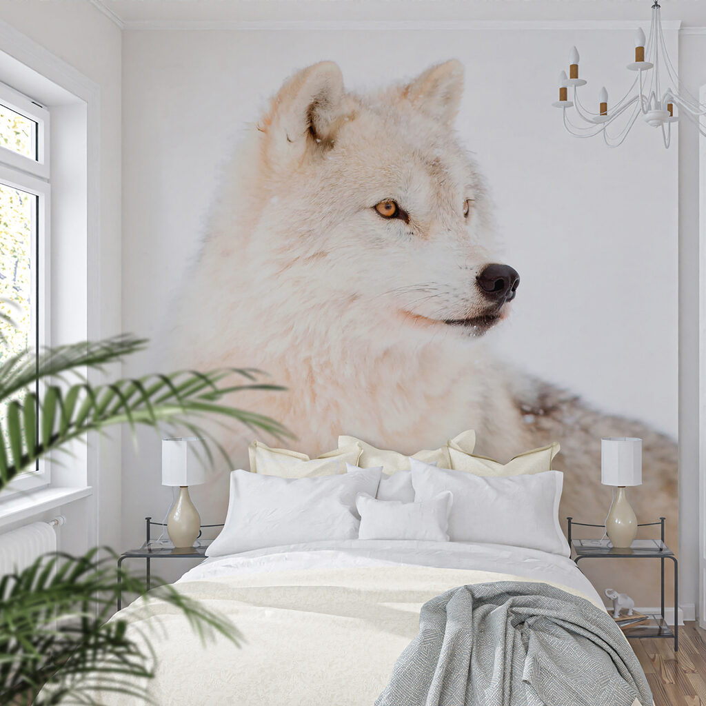 A white wolf in the snow