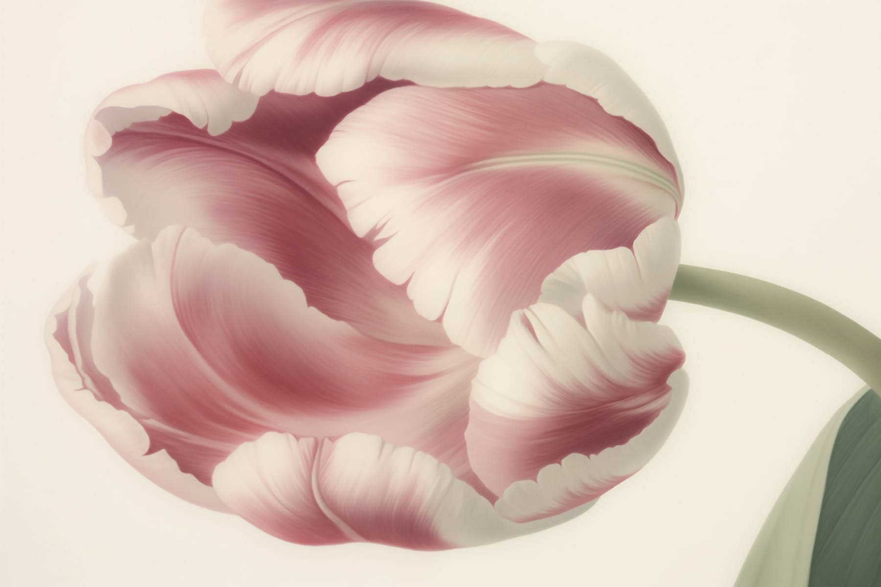 Delicate pink tulip in bloom Delicate pink tulip in bloom