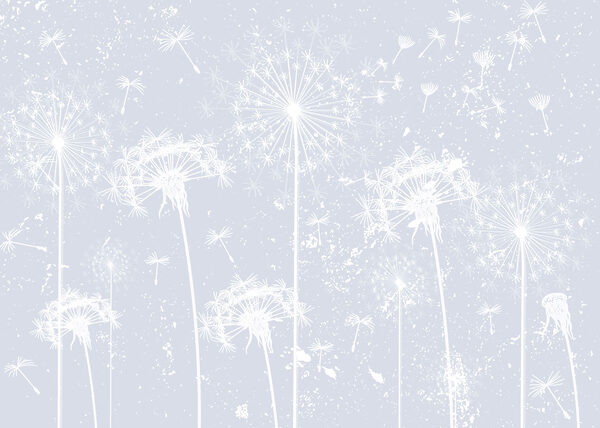 White dandelion flowers White dandelion flowers