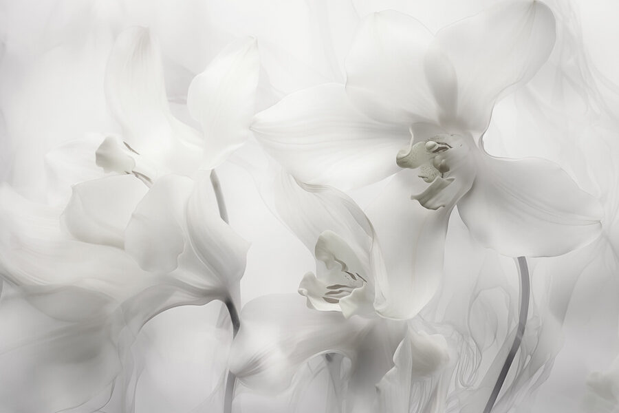 Delicate white orchids in soft light