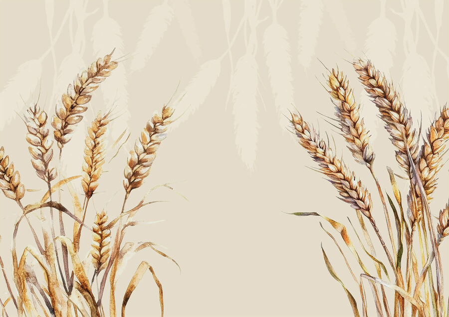 Wall murals Painting of wheat on a white background - Image 3