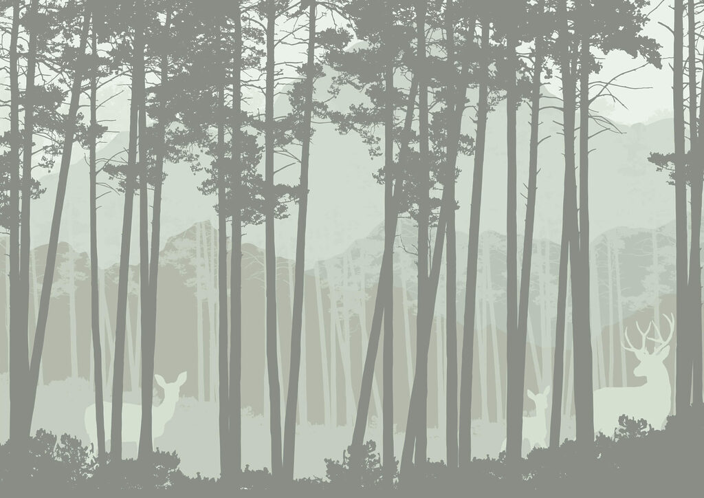 Group of trees in a forest Group of trees in a forest