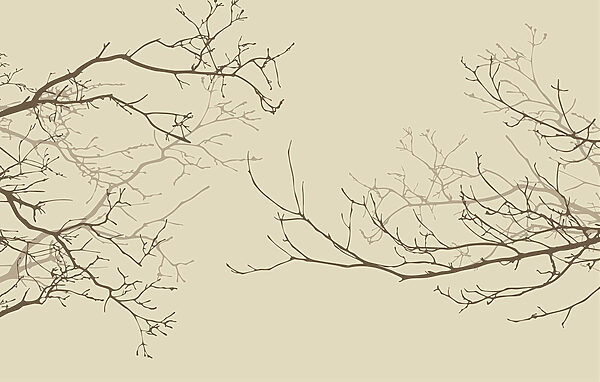 Wall murals Group of bare branches Wall murals Group of bare branches