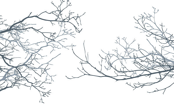 Group of bare branches