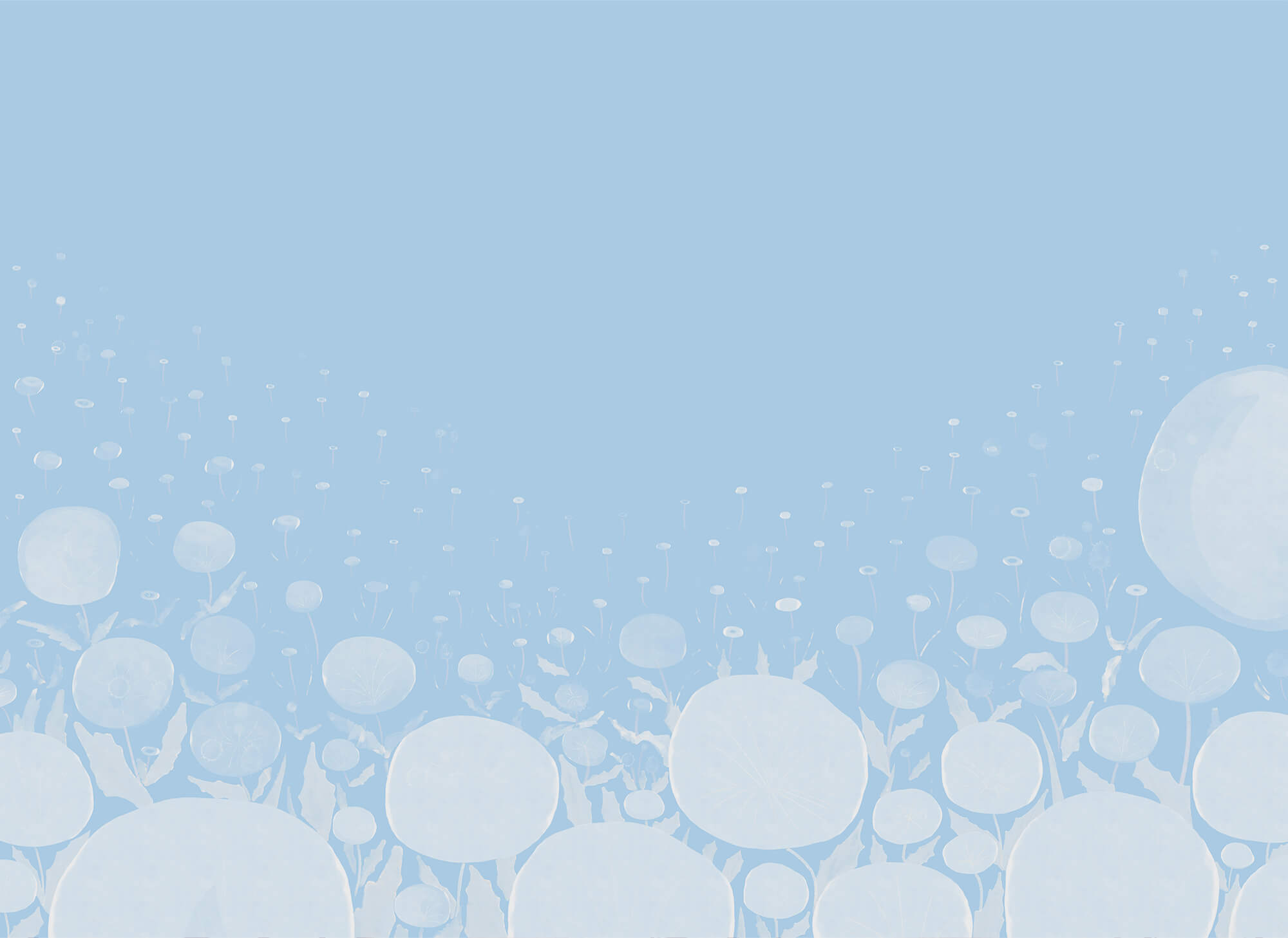 White flowers with leaves and a blue background White flowers with leaves and a blue background