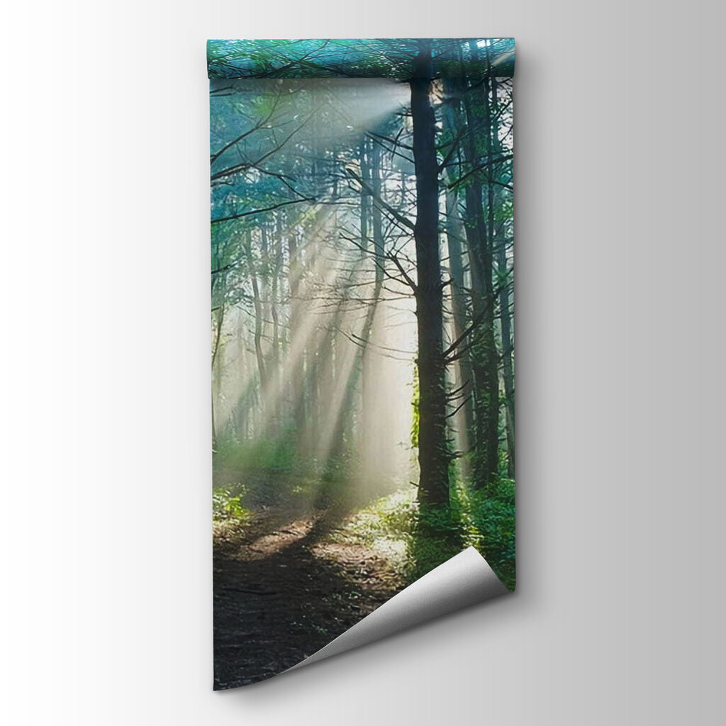 Sun shining through trees in a forest