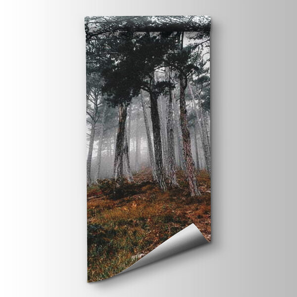 Forest with trees in the fog Forest with trees in the fog