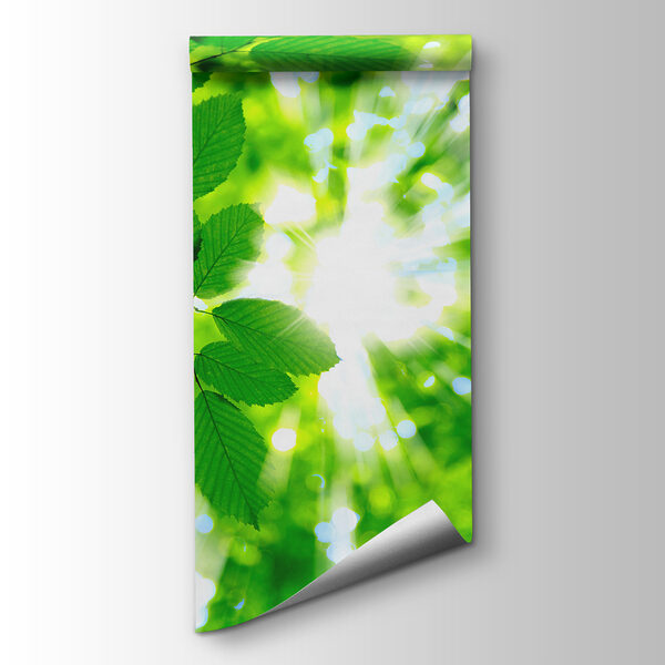 Sun shining through leaves