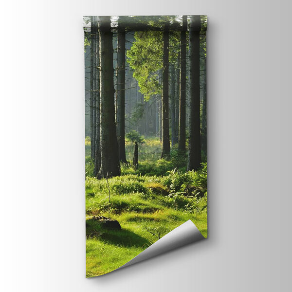 Forest with tall trees and grass Forest with tall trees and grass