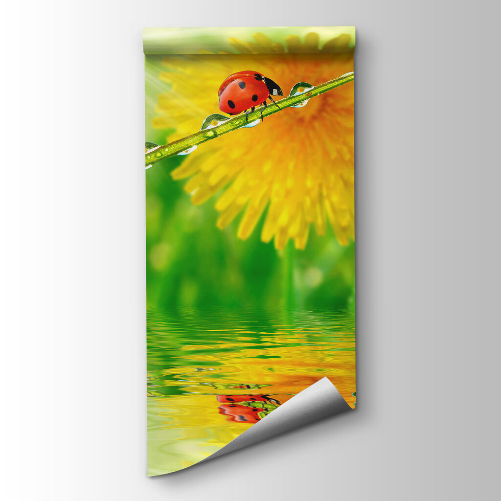 Ladybug on a blade of grass with water drops