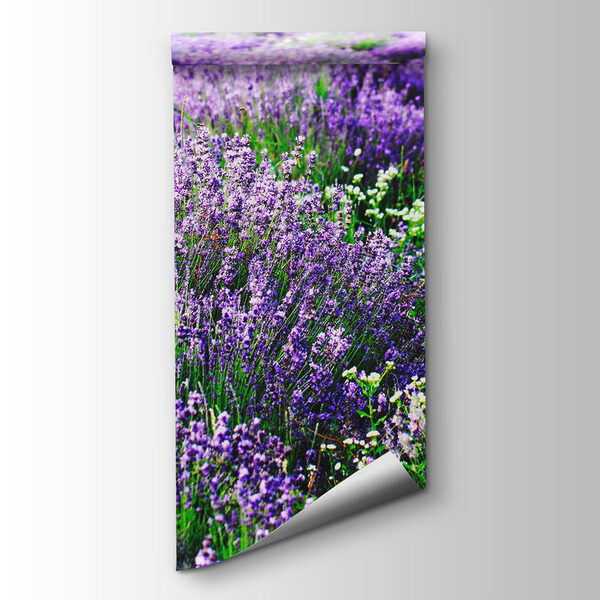 Field of purple flowers