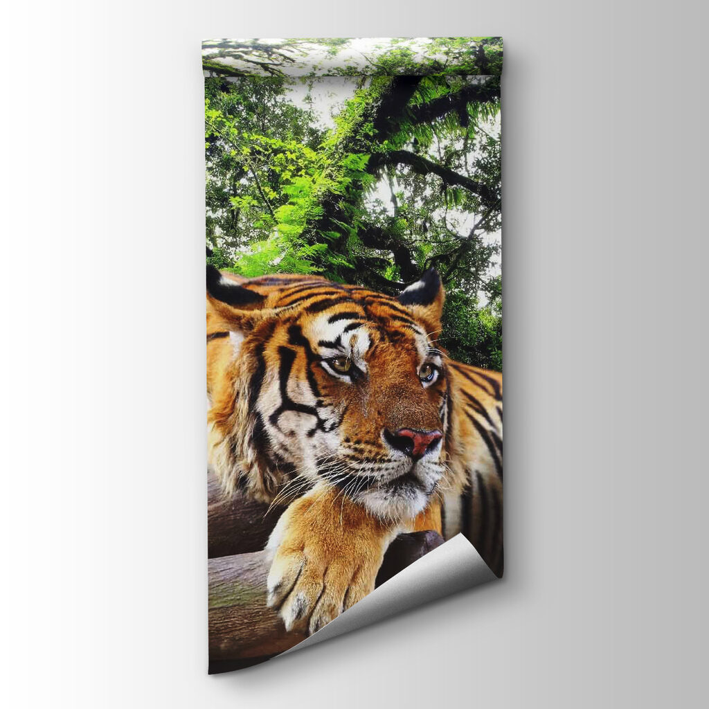 Tiger lying on a log Tiger lying on a log