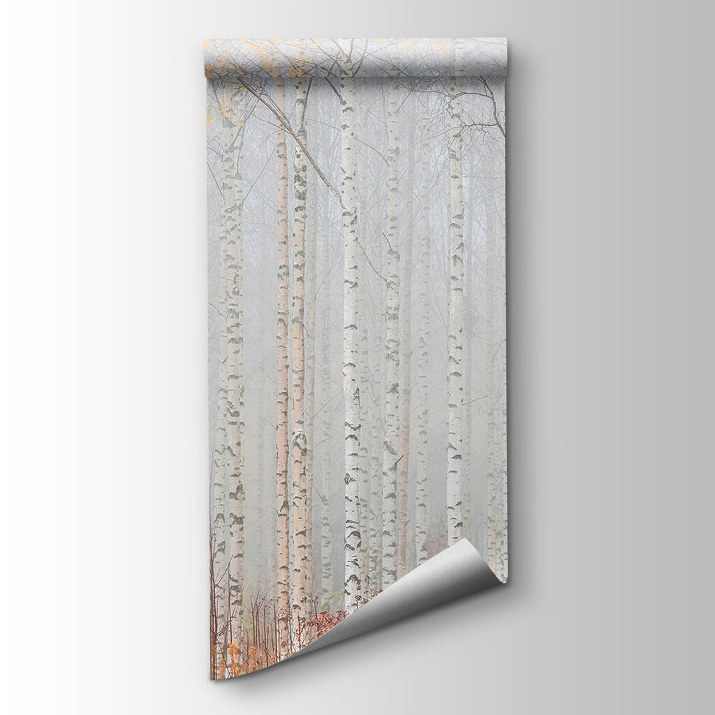 Group of trees in a forest Group of trees in a forest