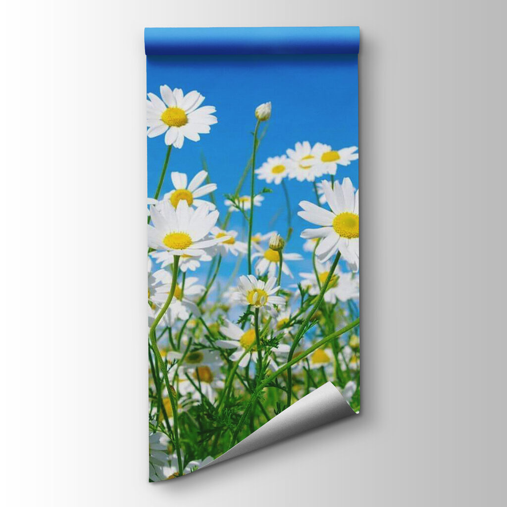 Field of white and yellow flowers