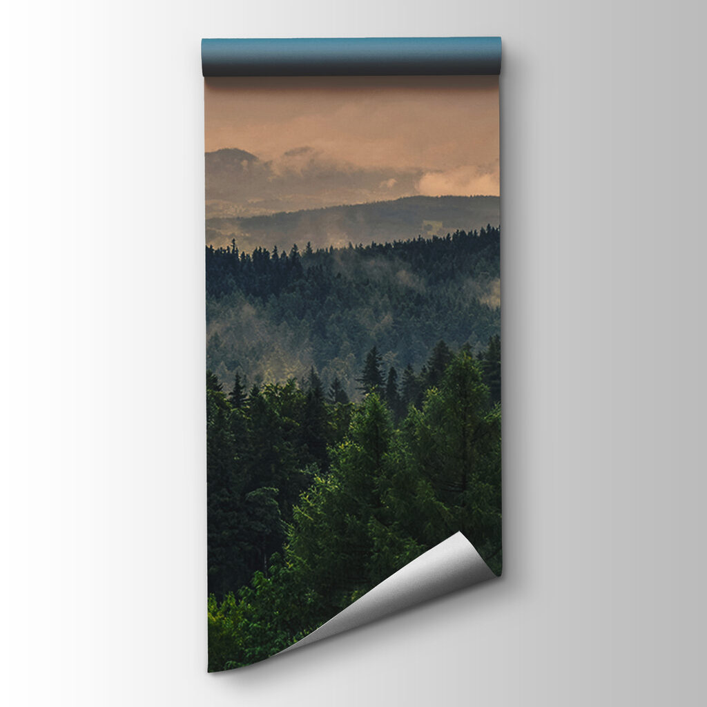 Forest with fog and clouds Forest with fog and clouds