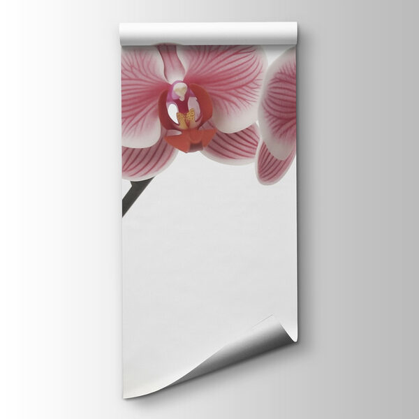 Delicate orchids in gentle bloom