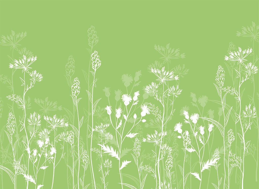 White flowers on a green background White flowers on a green background