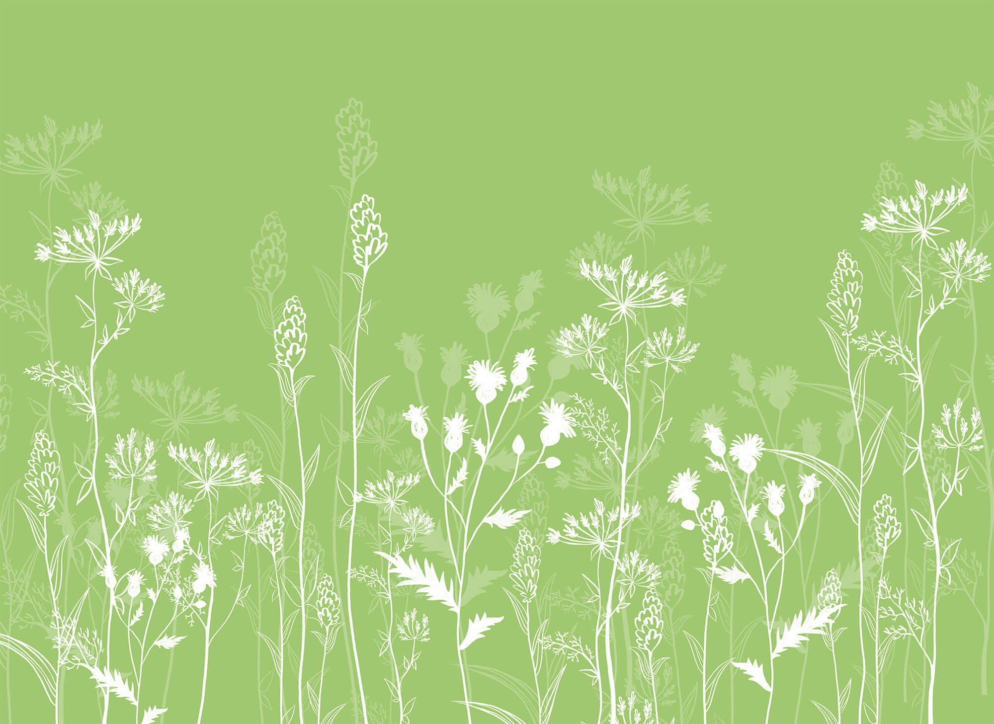 White flowers on a green background White flowers on a green background