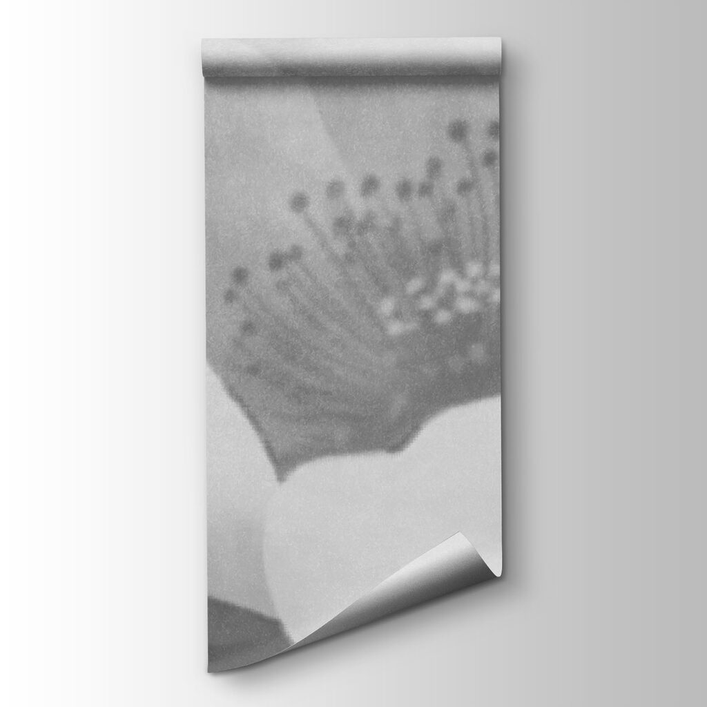 Soft petals in gentle haze Soft petals in gentle haze
